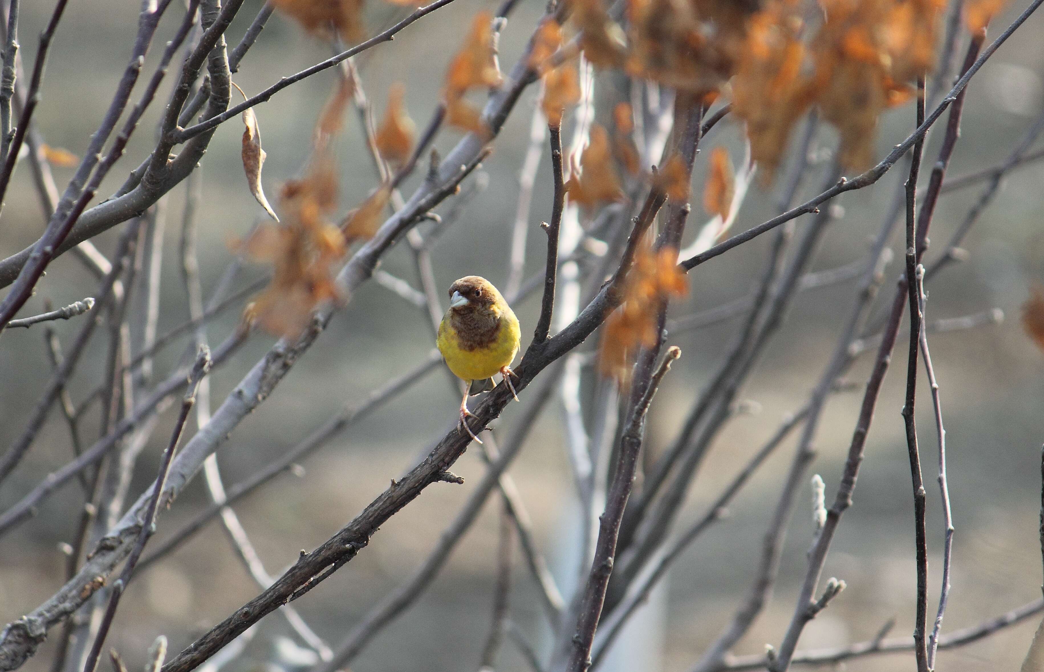 Image of Brown-headed Bunting