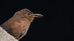 Image of House Wren