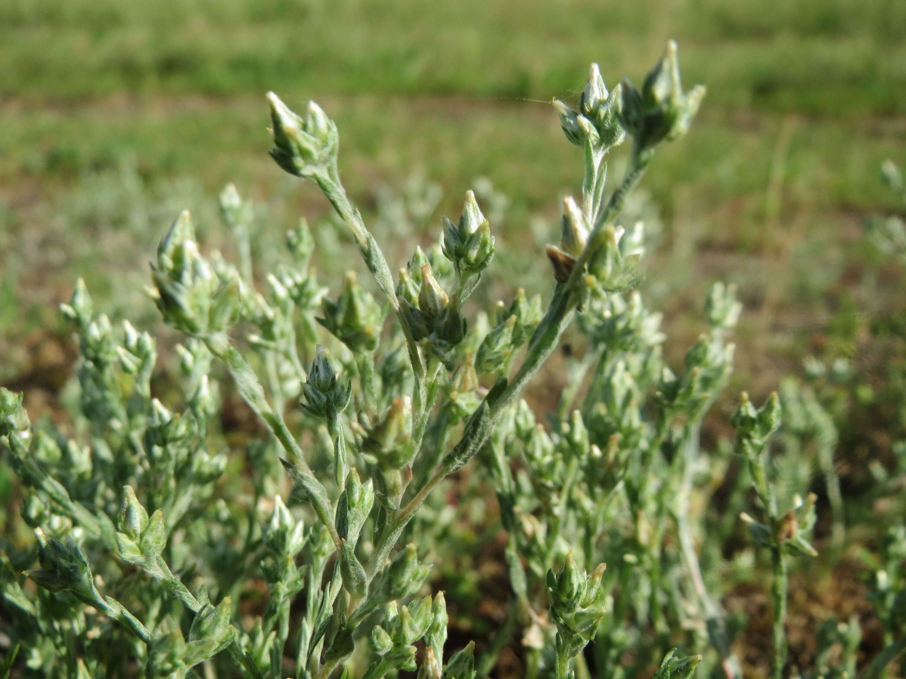 Image of field cudweed