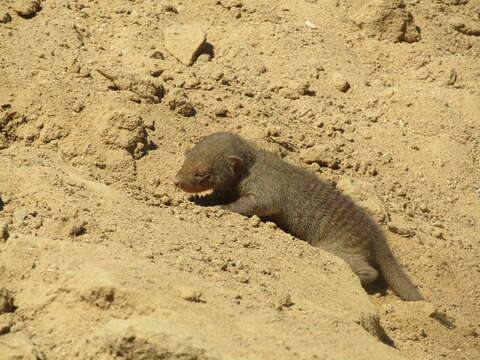 Image of Banded mongooses