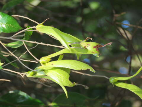 Image of Hopea parviflora Bedd.