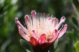 Image of Protea venusta Compton