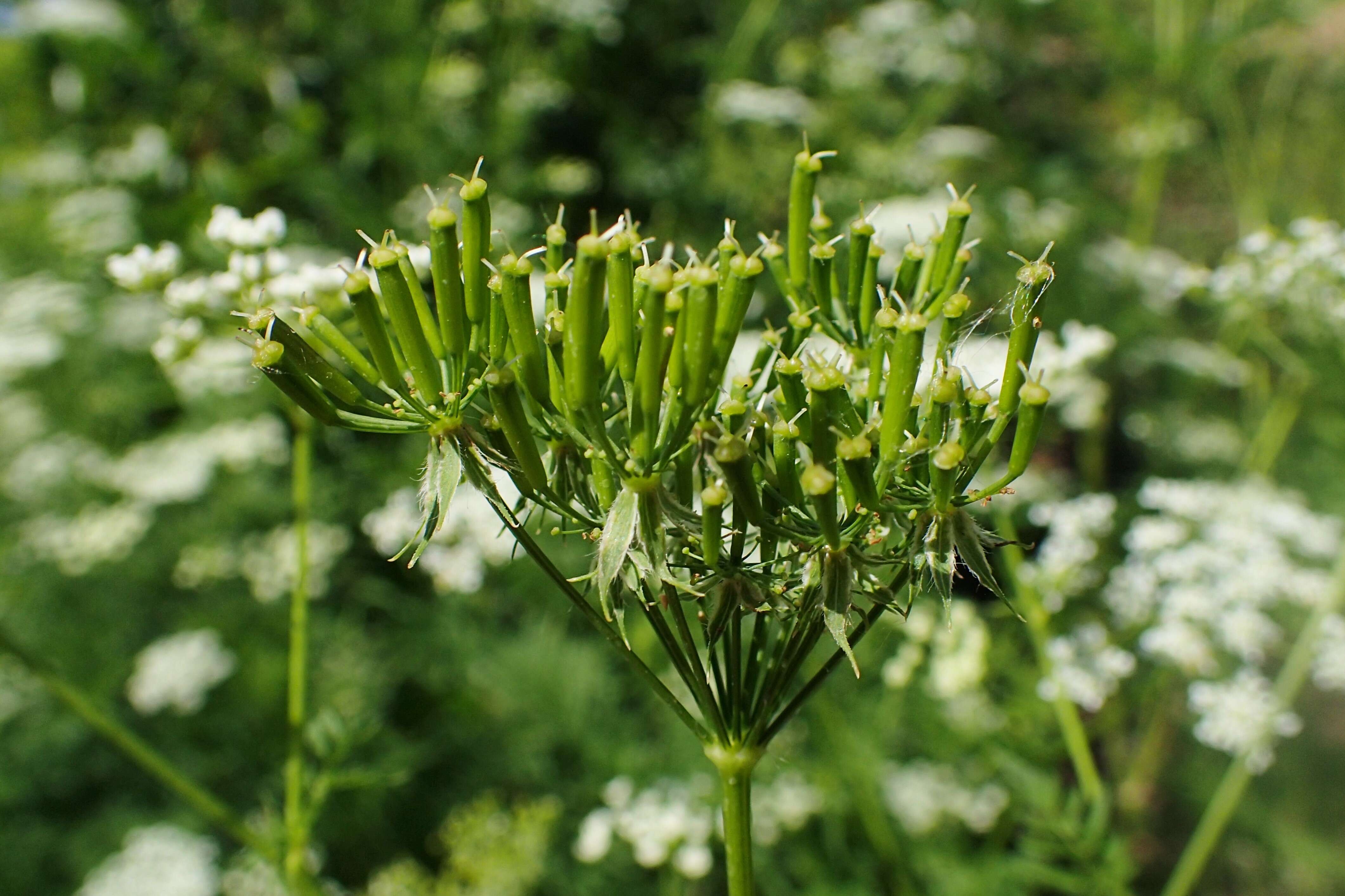 Image of Chaerophyllum aureum L.