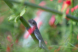 Image of Ruthven's Anole