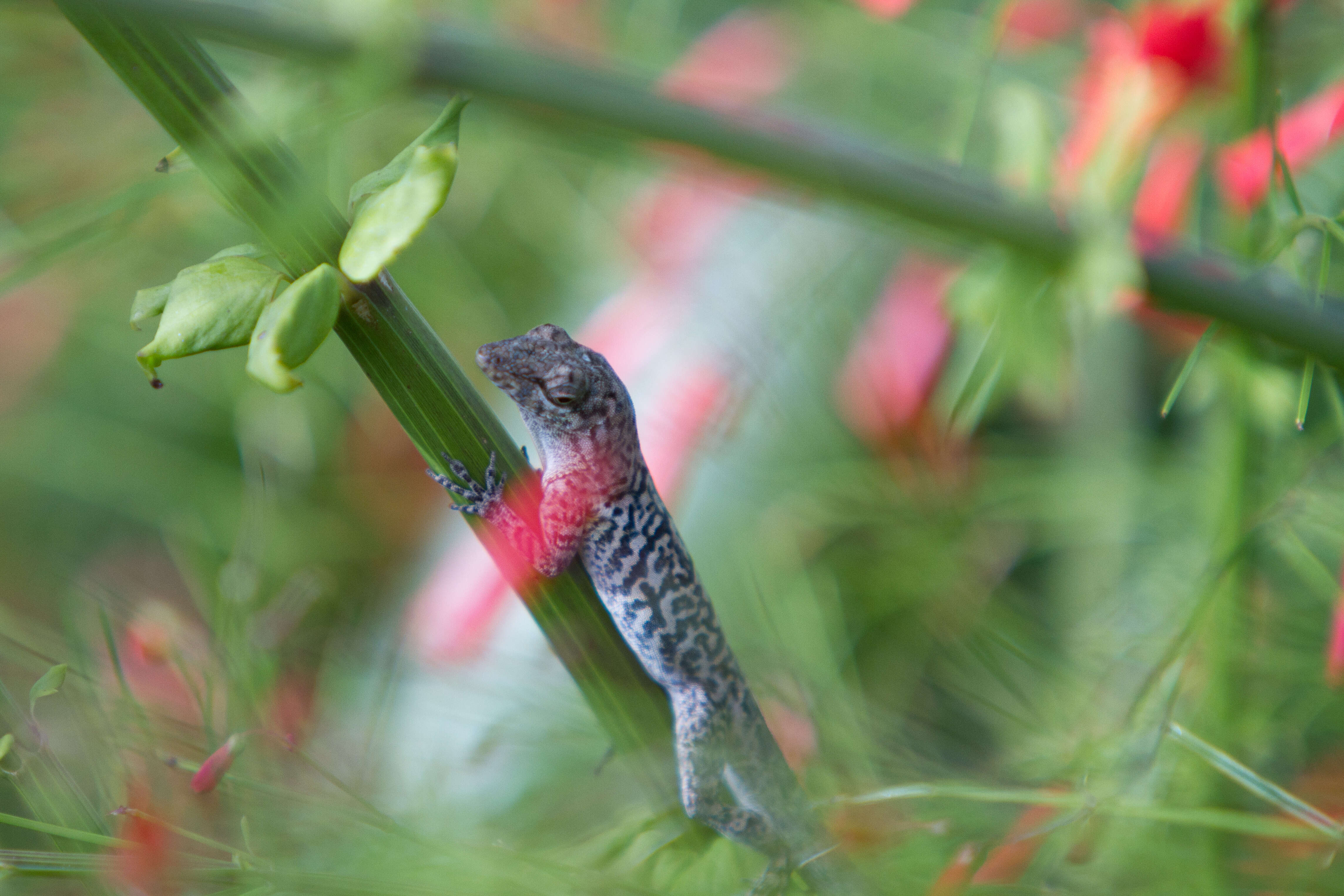 Image of Ruthven's Anole