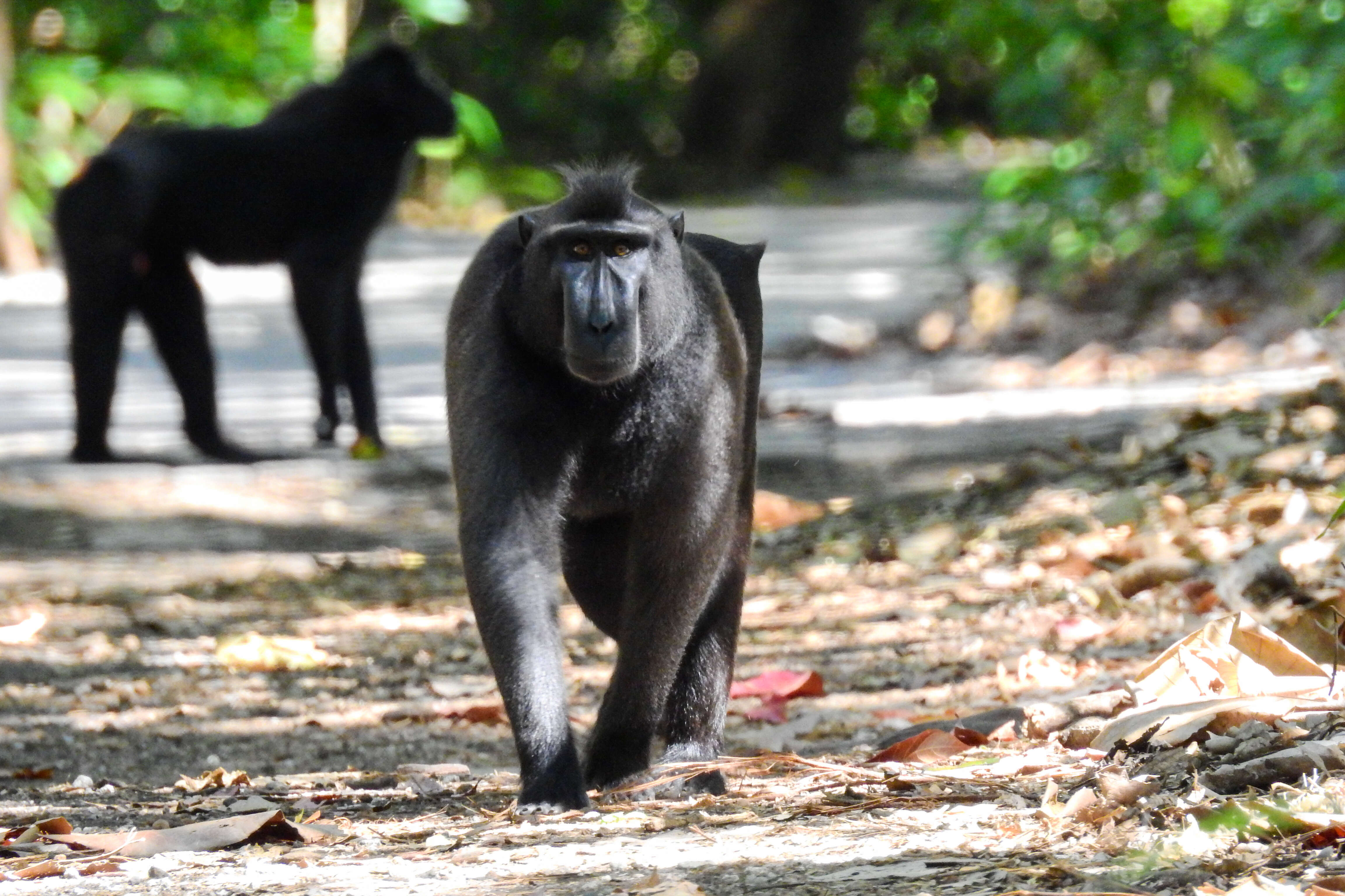 Image of Celebes crested macaque