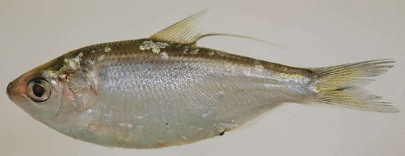 Image of Threadfin Shad