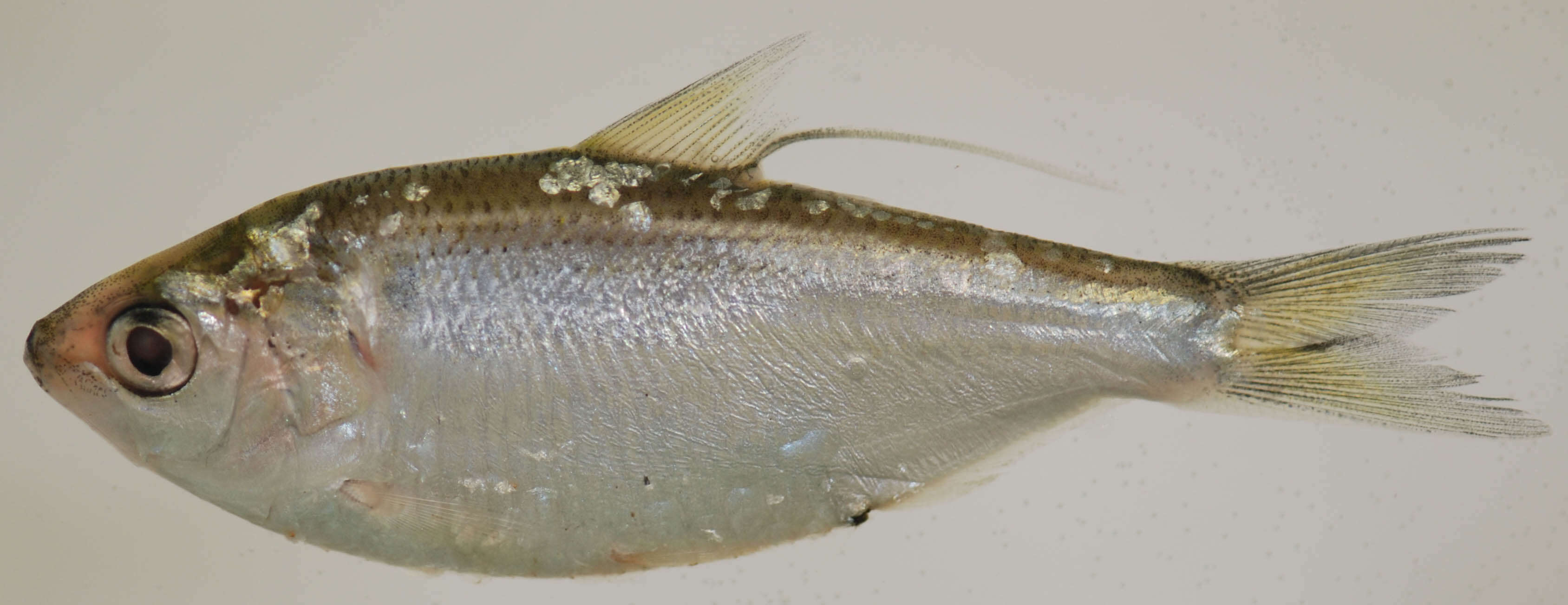 Image of Threadfin Shad