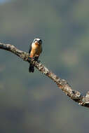 Image of Collared Falconet