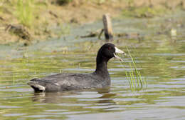 Image of Fulica Linnaeus 1758