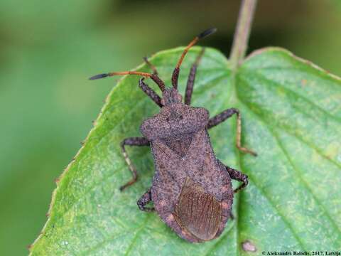 Image of Coreus