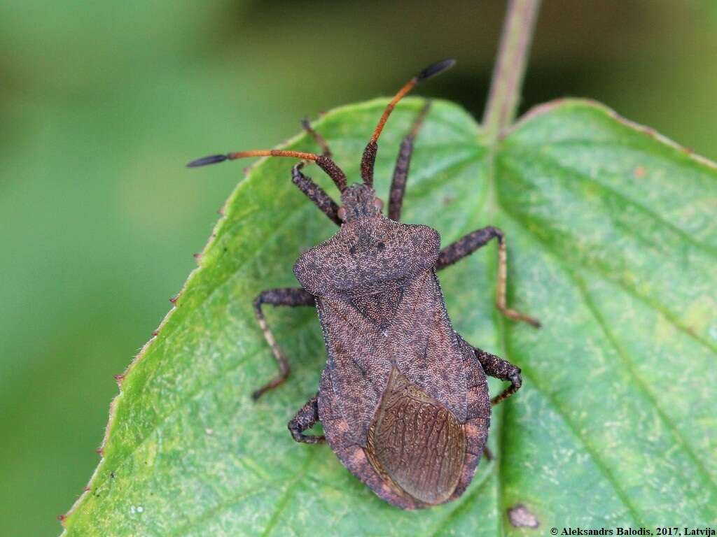 Image of Coreus