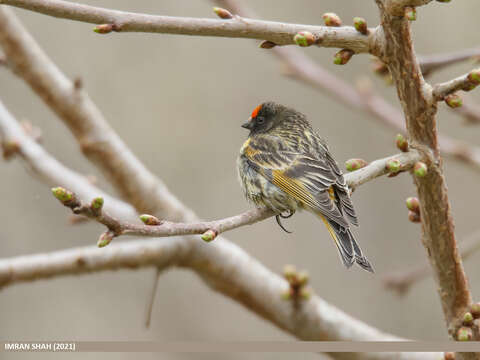 Image of Fire-fronted Serin