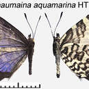 Image of Thaumaina