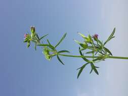 Image of cut-leaved cranesbill