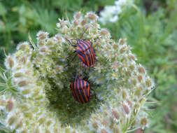 Image of <i>Graphosoma italicum</i>