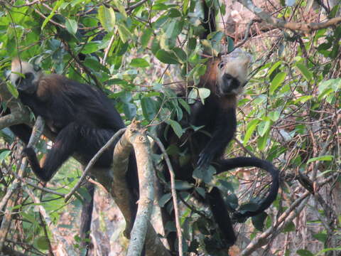 Image of Cat Ba Black Leaf Monkey