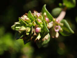 Image of Common Thyme