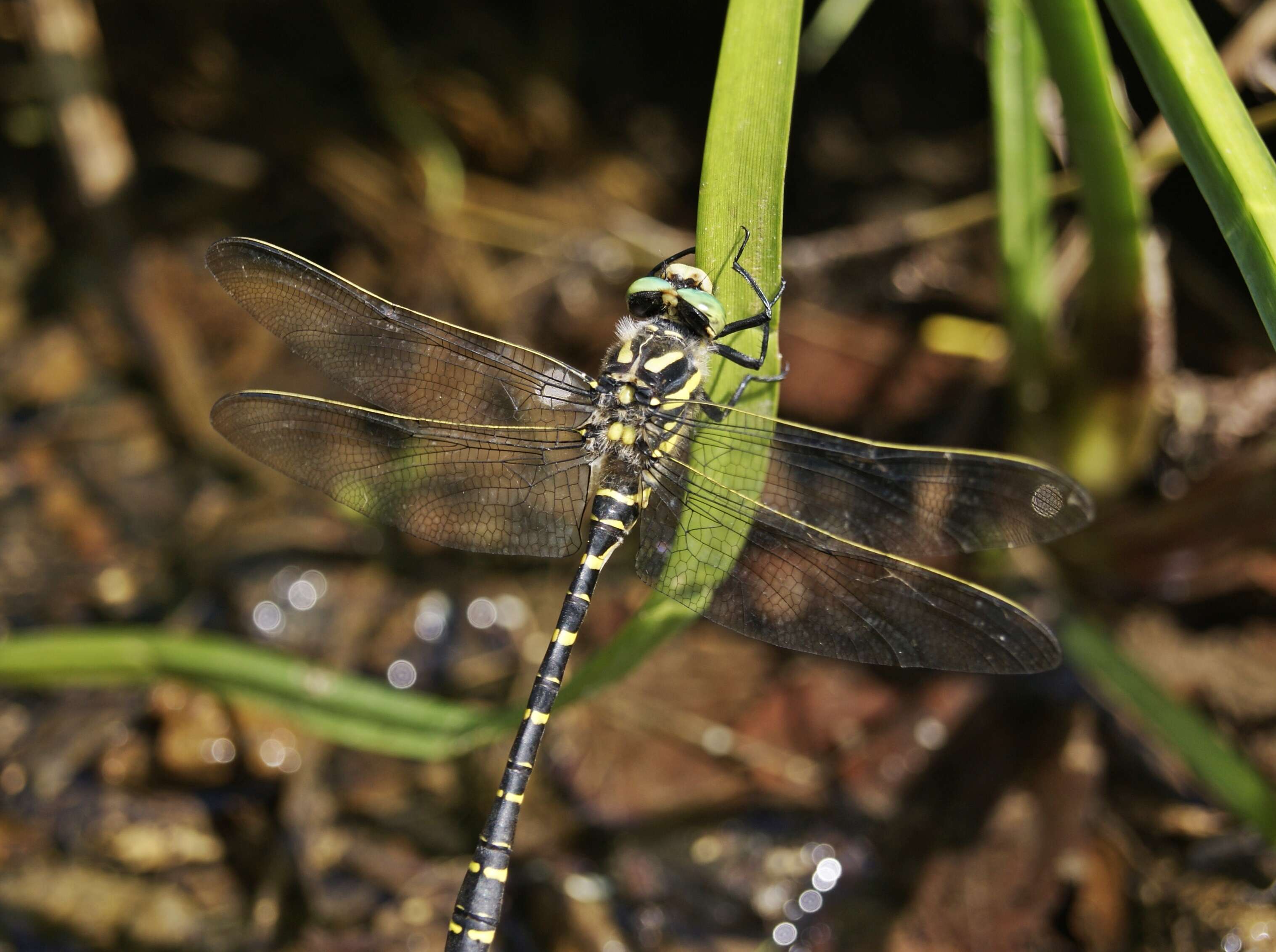 Image of golden-ringed dragonfly