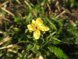 Image of spotted St. Johnswort