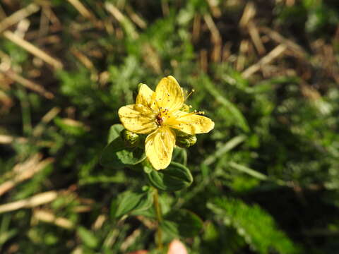 Image of spotted St. Johnswort