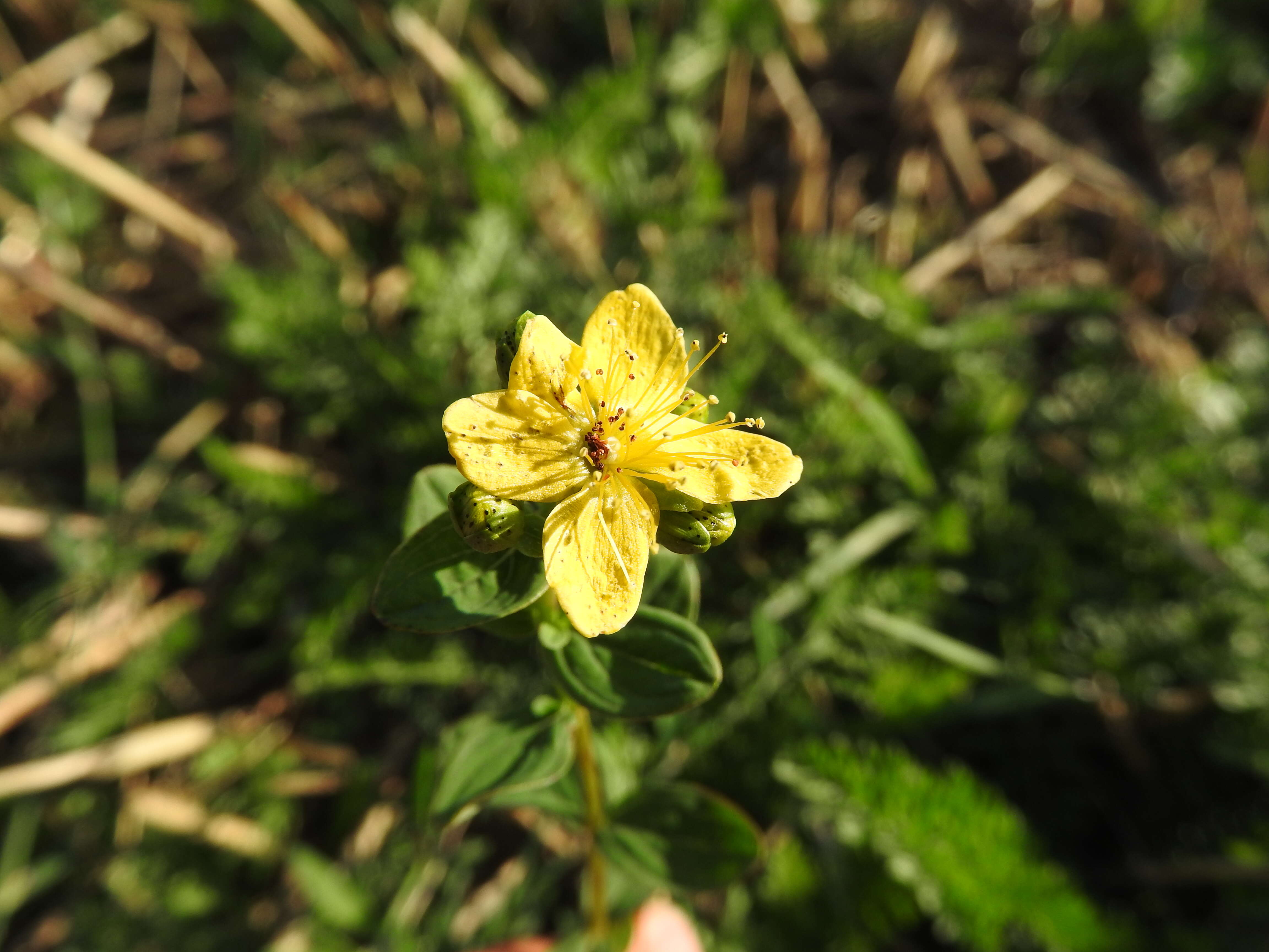 Image of spotted St. Johnswort