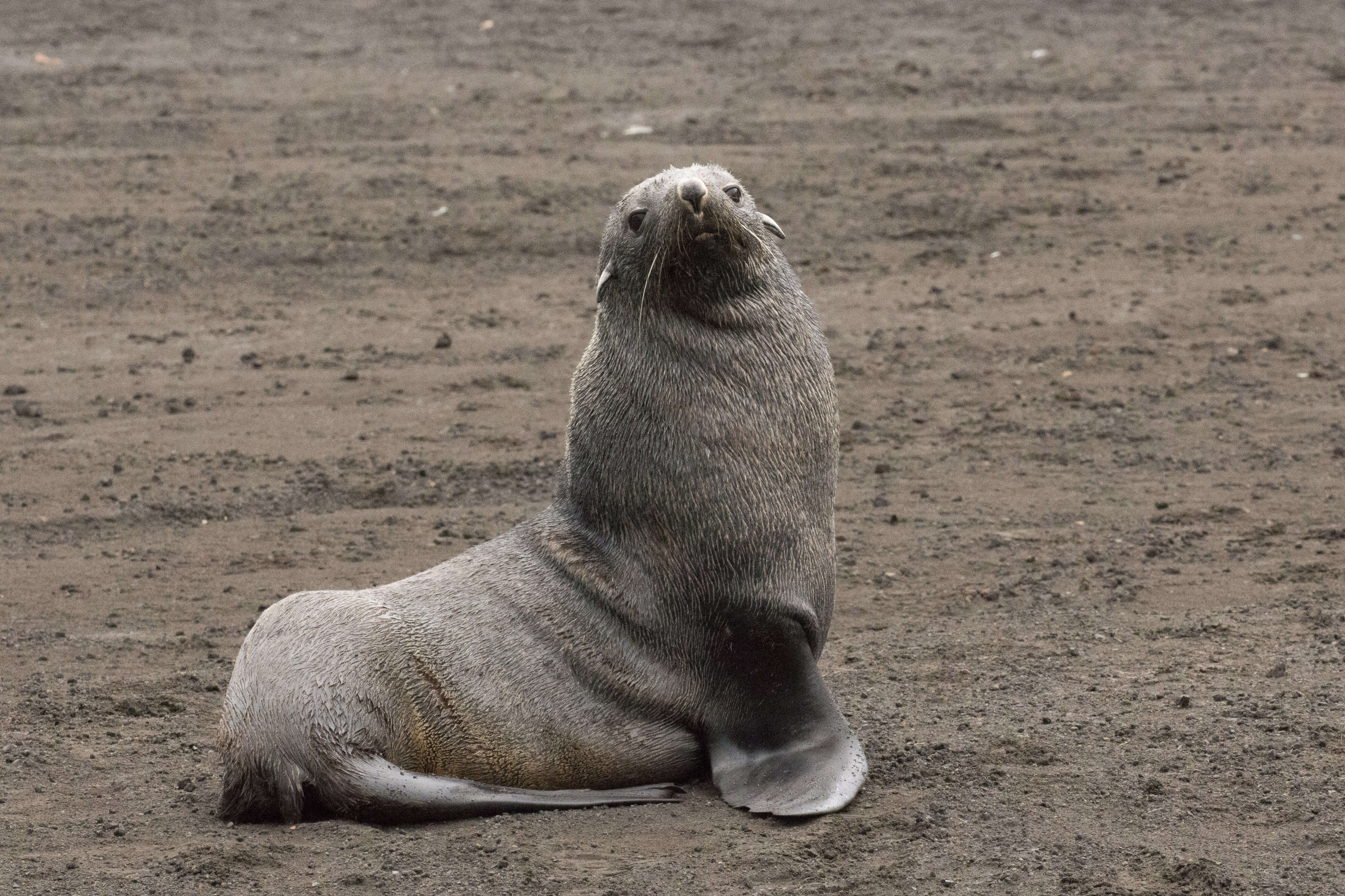 Image of Antarctic Fur Seal