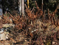 Imagem de Rhododendron tomentosum (Stokes) Harmaja