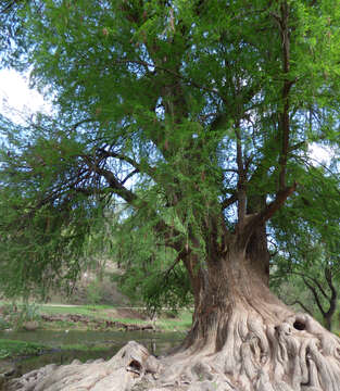 Image of Mexican Cypress