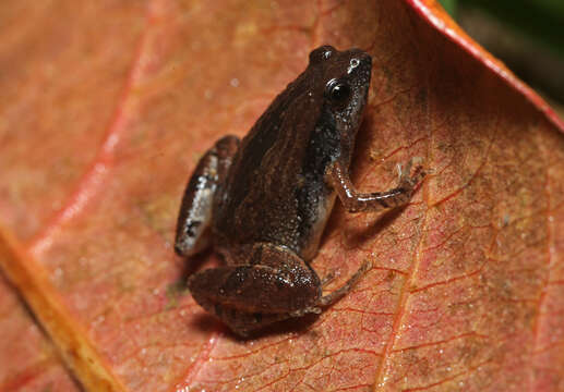 Image of Sholiga narrow-mouthed frog