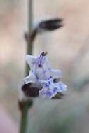 Image of Salvia spinosa subsp. spinosa