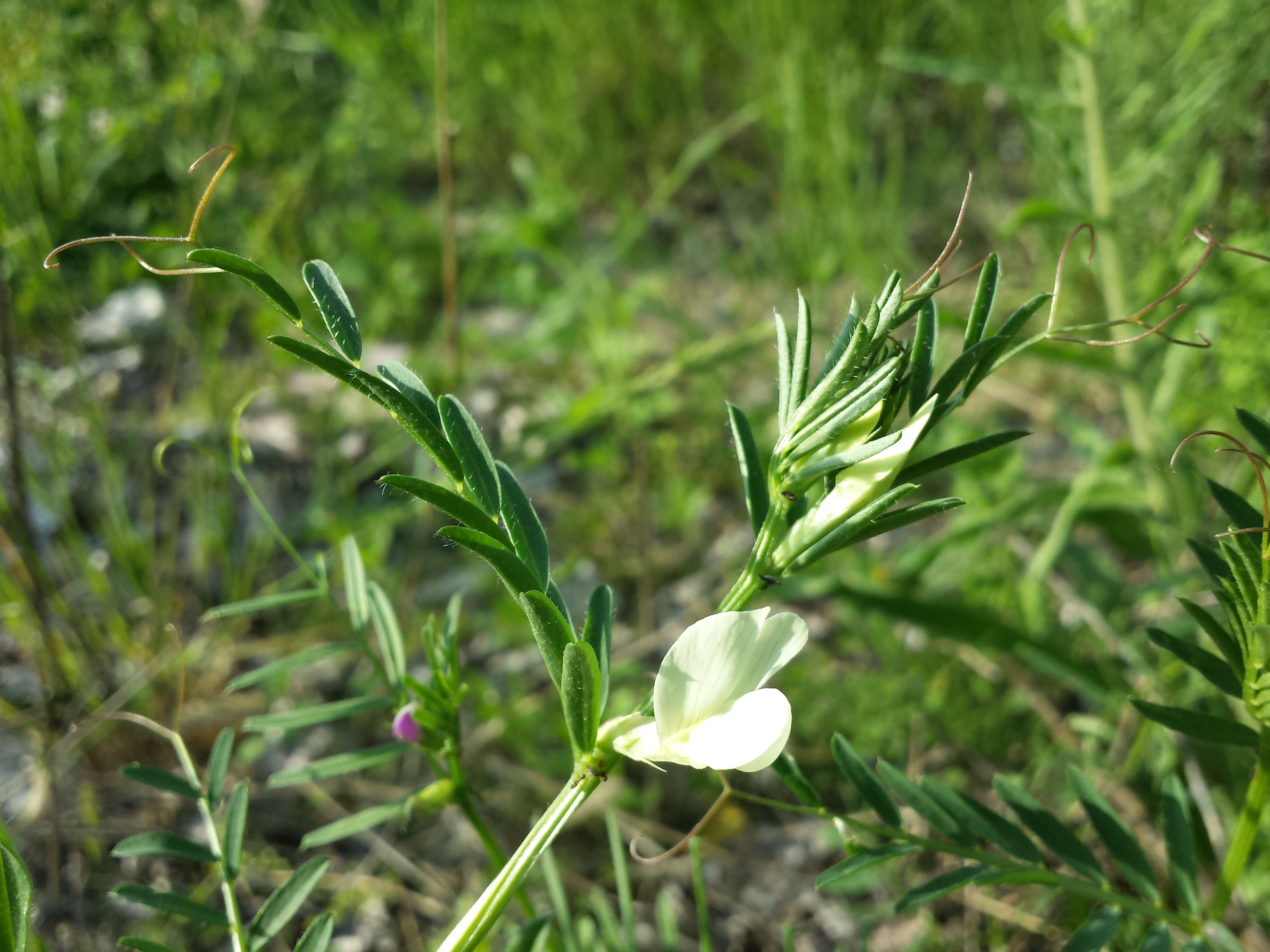 Image of smooth yellow vetch