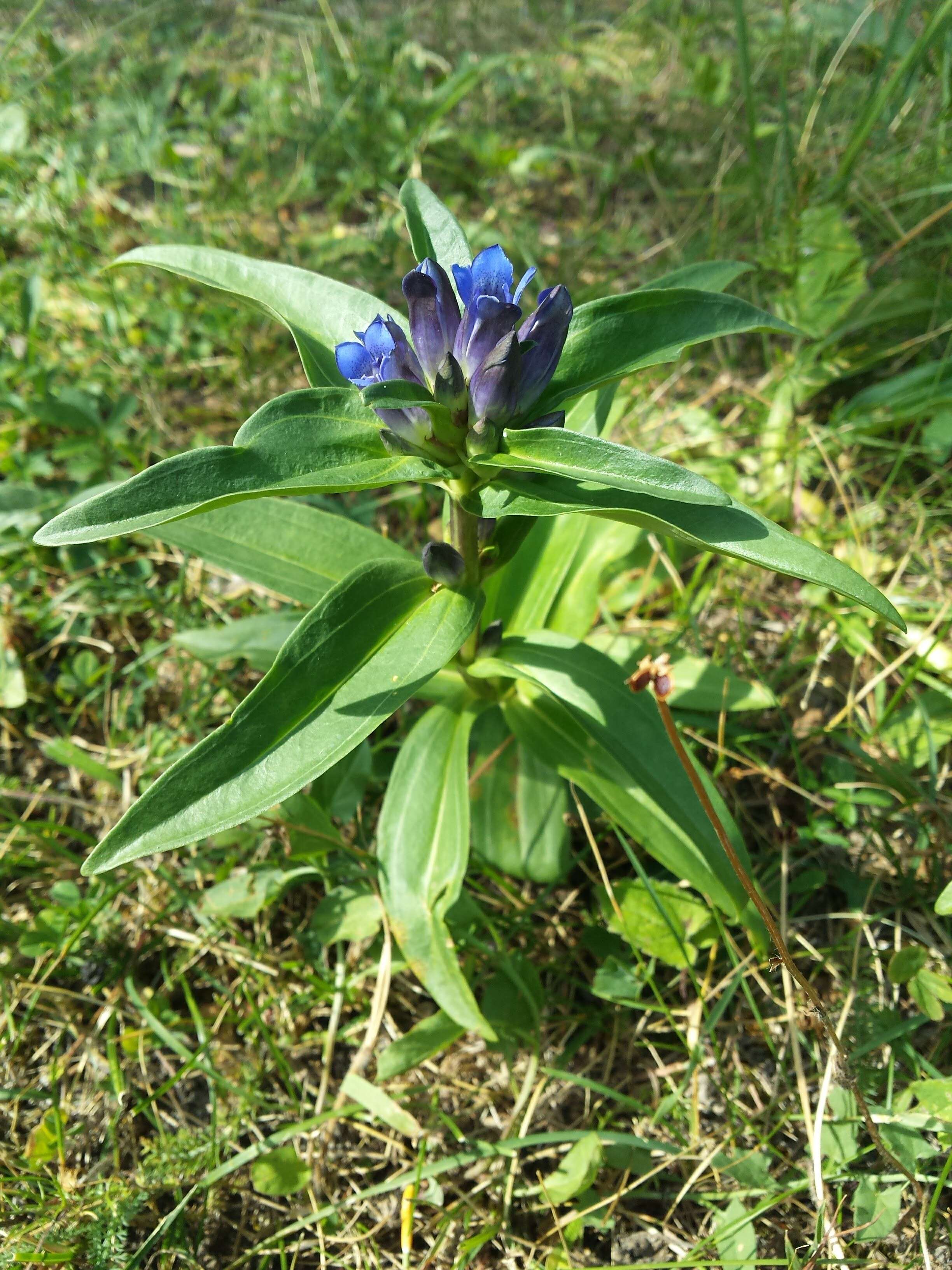 Image of Cross gentian