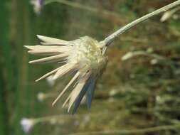 Image of Xeranthemum annuum L.