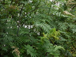 Image of Himalayan sorbaria