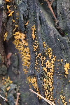 Image of Calocera cornea (Batsch) Fr. 1827