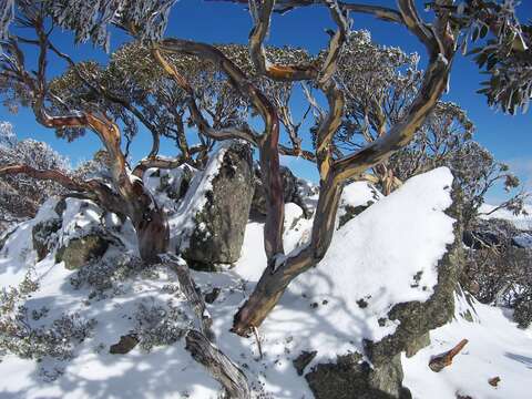 Image of Eucalyptus pauciflora subsp. niphophila (Maiden & Blakely) L. A. S. Johnson & Blaxell