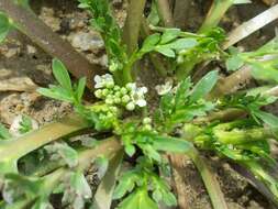 Image of Creeping Watercress