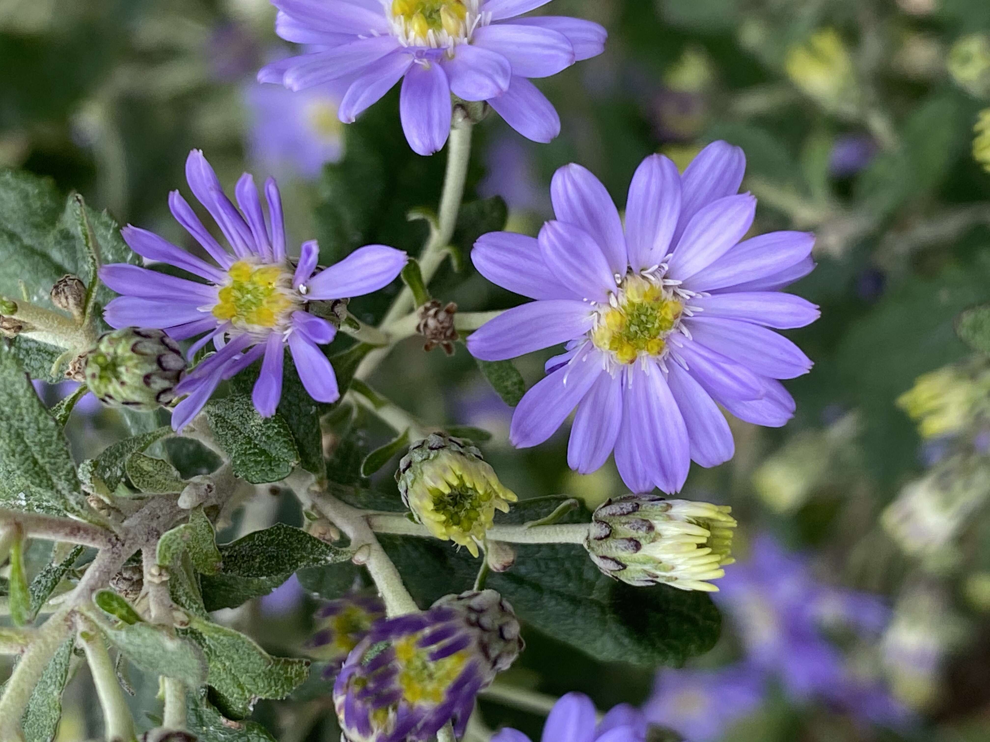 Olearia phlogopappa (Labill.) DC. resmi