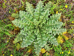 Image of wavyleaf mullein