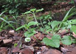 Image of Wood speedwell