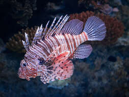 Image of Pterois