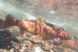 Image of Oncorhynchus clarkii bouvieri