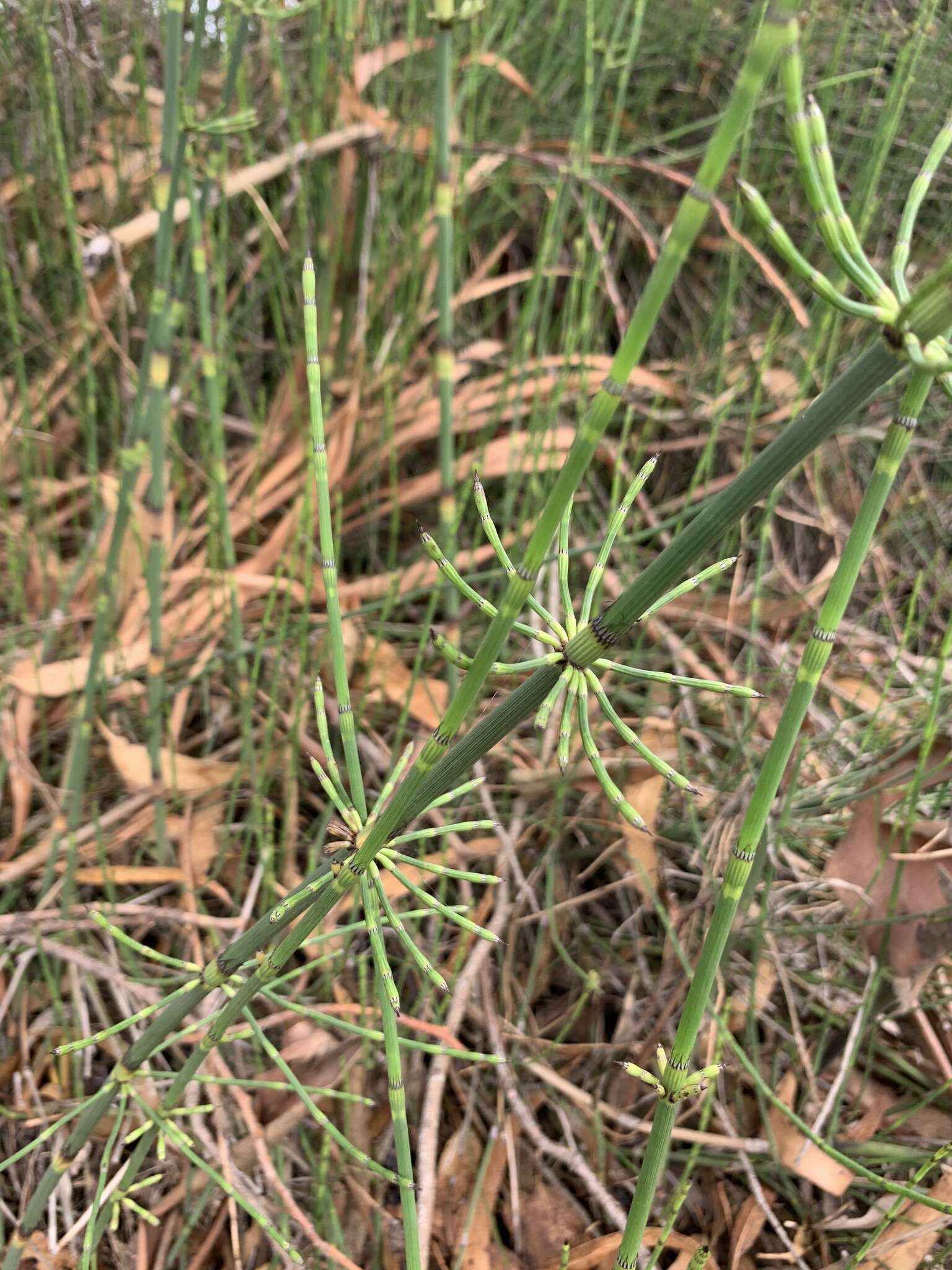 Image of Southern Giant Horsetail