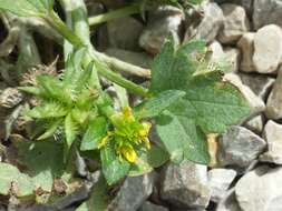 Image de Ranunculus muricatus L.