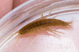 Image of Gammarus lacustris