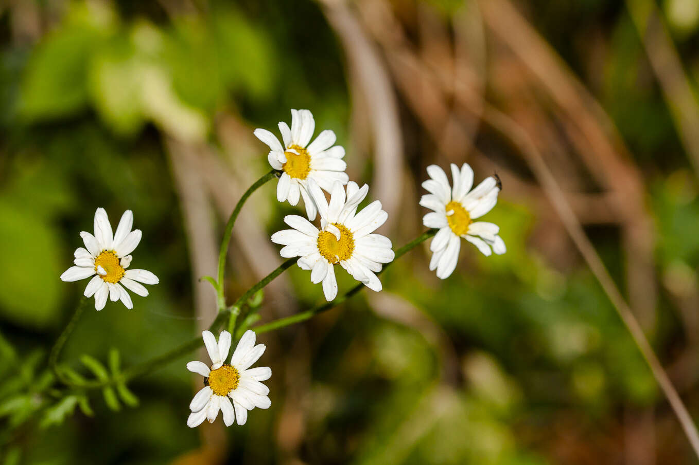 Image of corymbflower tansy