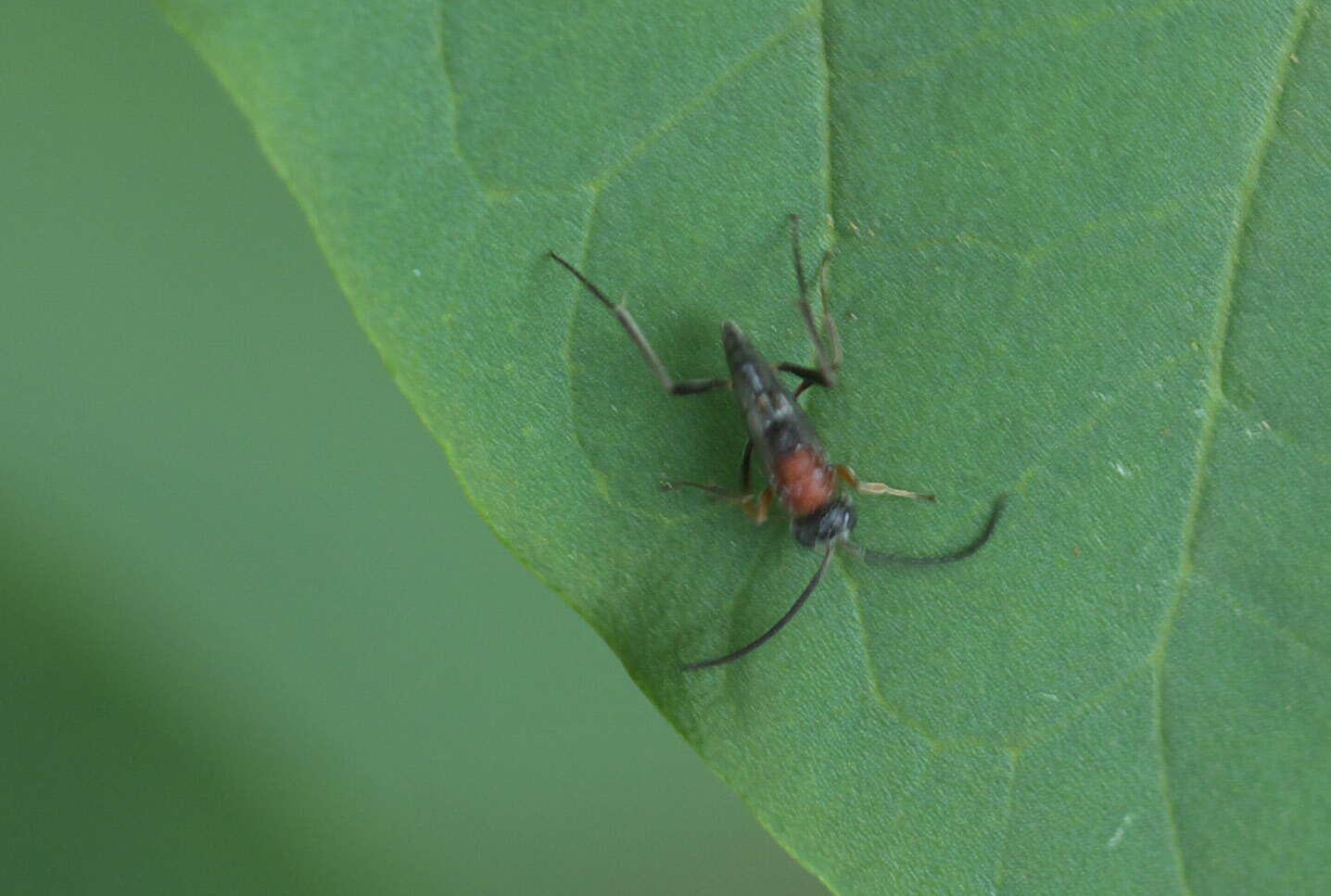 Image of ensign wasps