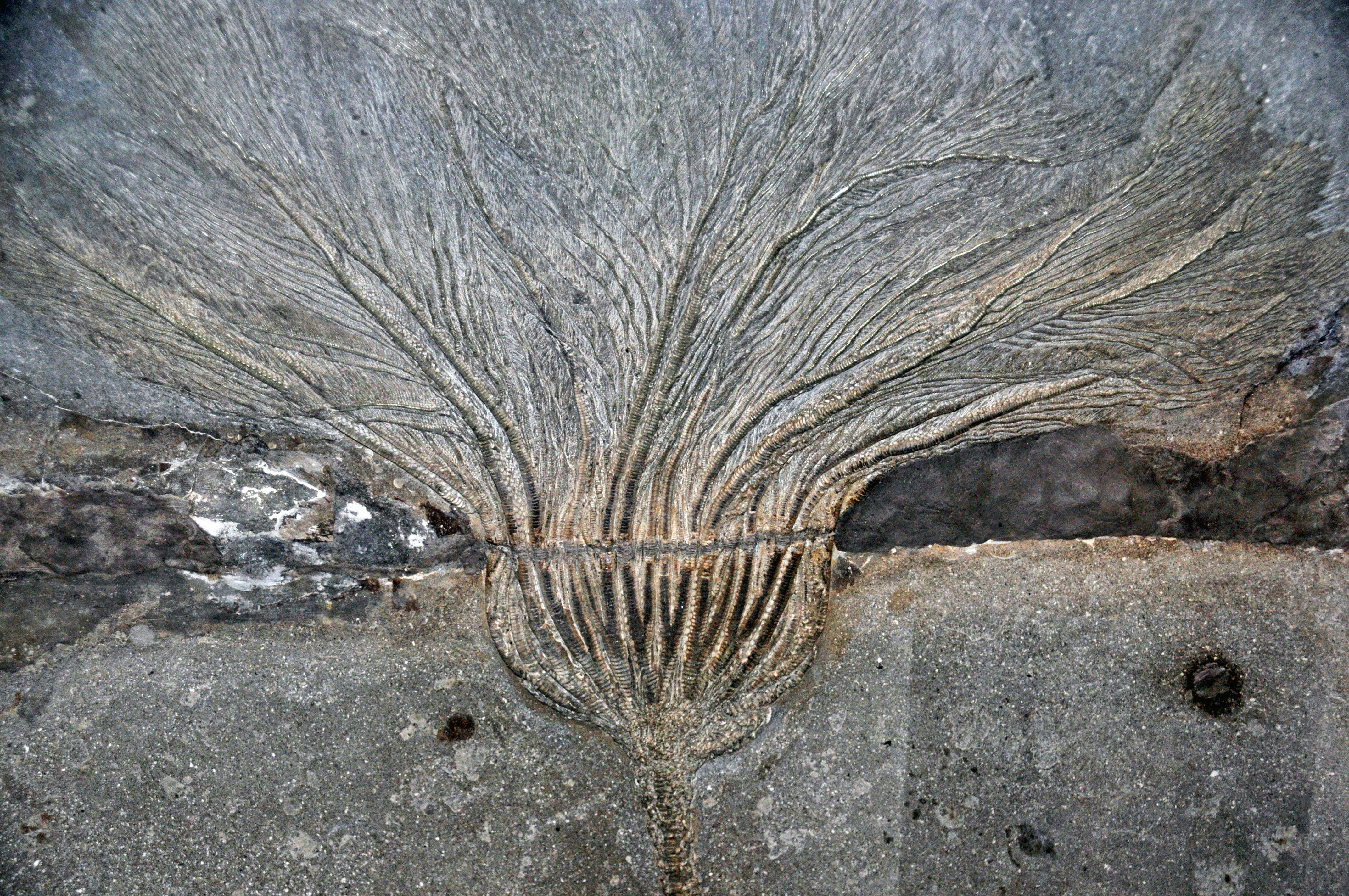 Image of crinoids and relatives