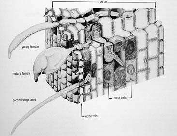 Image of Citrus nematode